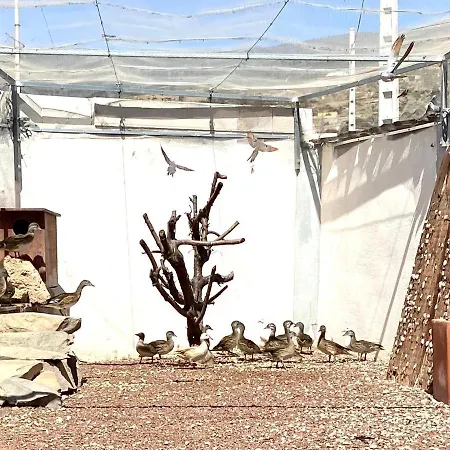 Estupenda Casa Rural En Alto - La Zarza Fasnia